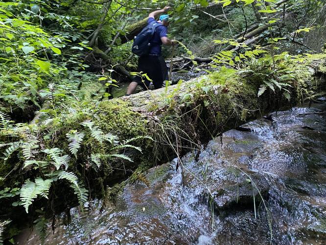 Traversing Fourmile Run creek with 100-year old log with moss and ferns growing on it