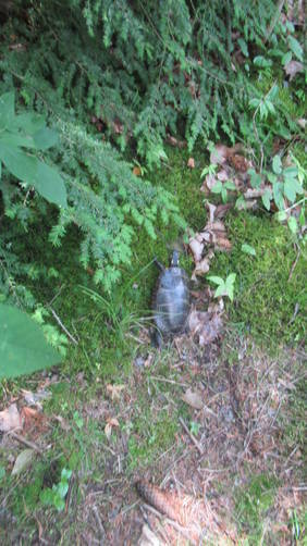 turtle on the trail