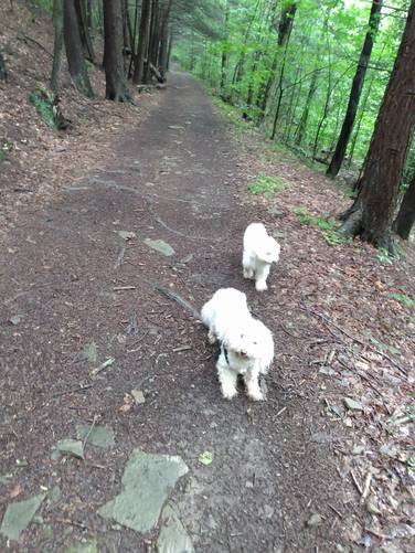 Dog Friendly Trail