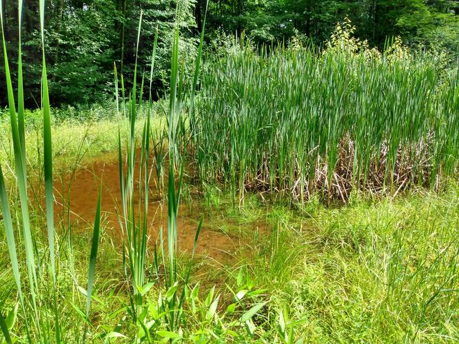Cattail Forest Pool
