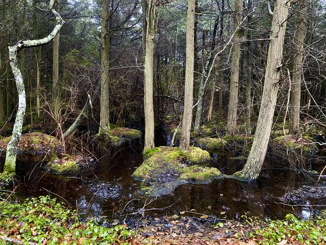 Atlantic White Cedar swamp