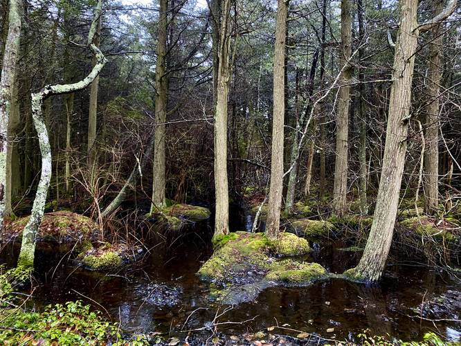 Atlantic White Cedar swamp