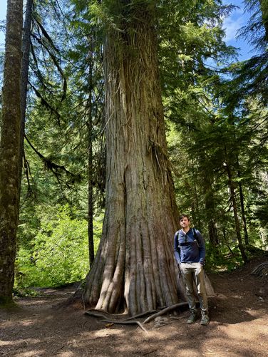 Old-growth tree with Dave for scale