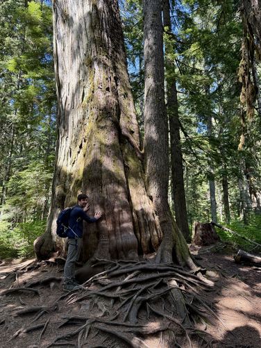 Old-growth tree