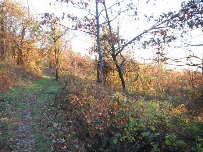 Picture 7 of Frazier Discovery Trail Hike 102112