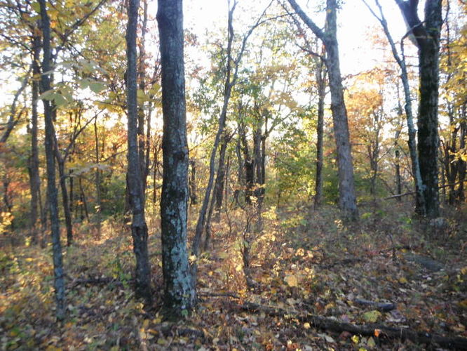 Picture 9 of Frazier Discovery Trail Hike 102112