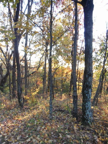 Picture 10 of Frazier Discovery Trail Hike 102112