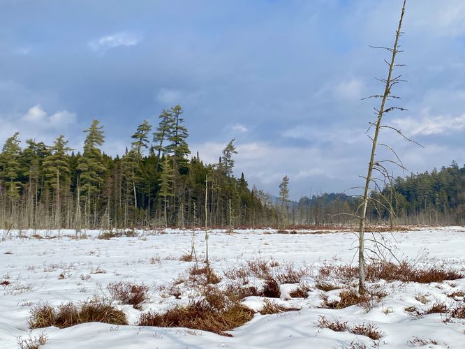 View of Fred' Bog and surrounding evergreen forests