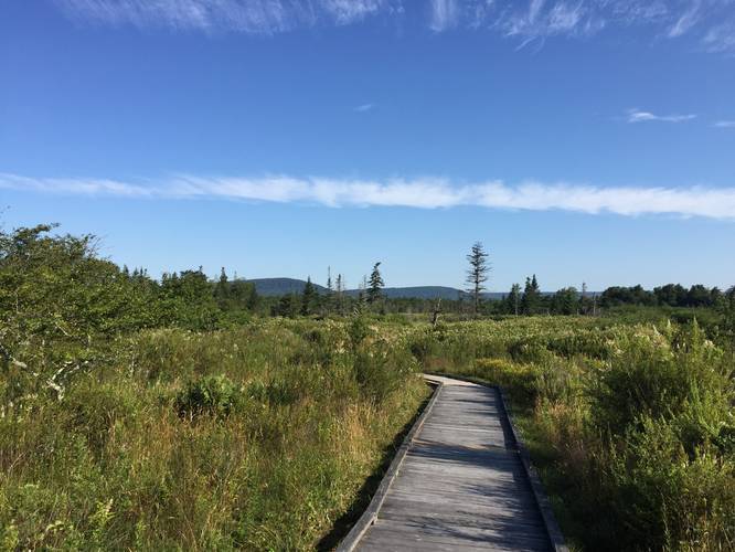 Picture 3 of Freeland Boardwalk Trail Canaan Valley