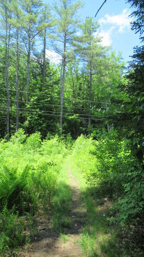 Trail cuts across the power lines