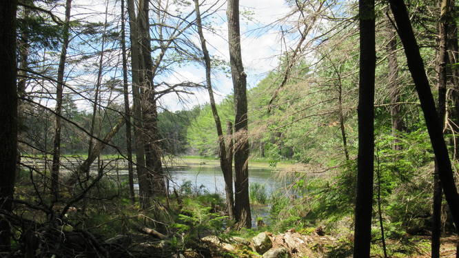 View of the Pond through the trees