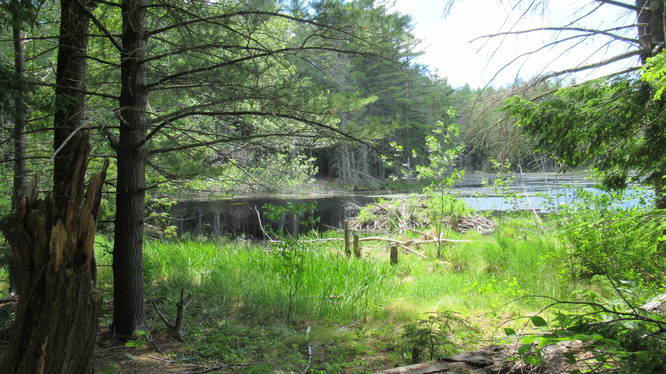Beaver hut at ponds edge