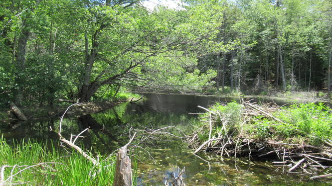 View of the beaver dam and hut from pond edge