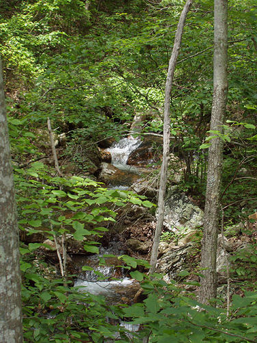 Picture 8 of Fridley Gap Hike 062803