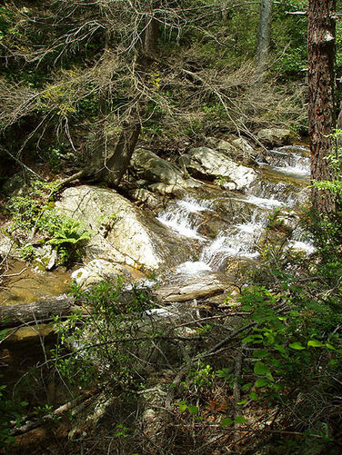 Picture 14 of Fridley Gap Hike 062803