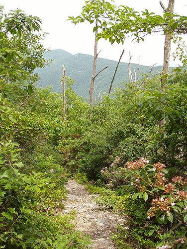 Picture 34 of Fridley Gap Hike 062803