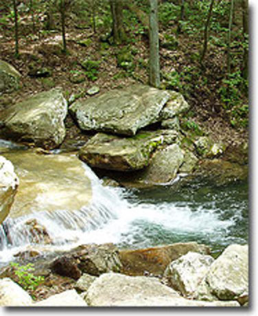 Picture 2 of Fridley Gap Hike 062803