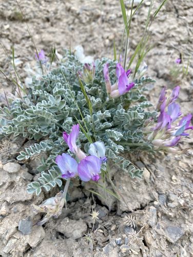 Milkvetch (Astragalus purshii) wildflowers
