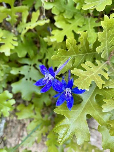 Larkspur wildflowers
