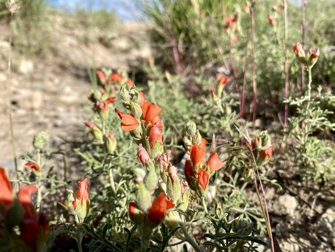 Scarlet mallow (Sphaeralcea coccinea)