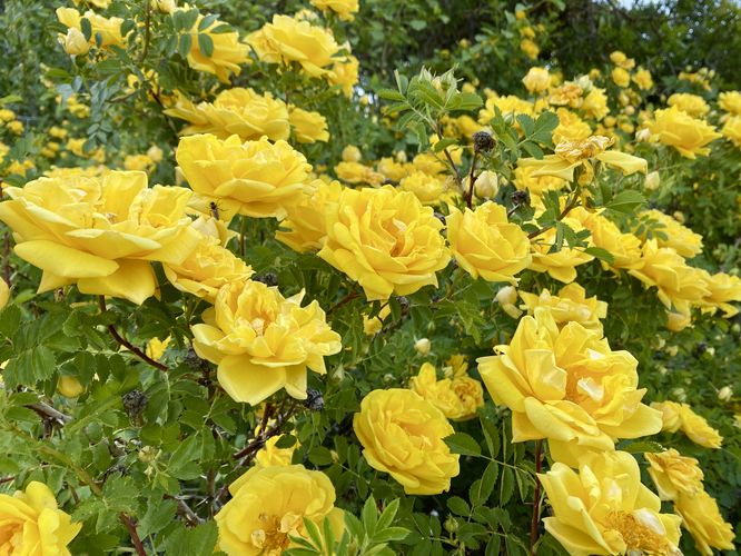 Yellow roses