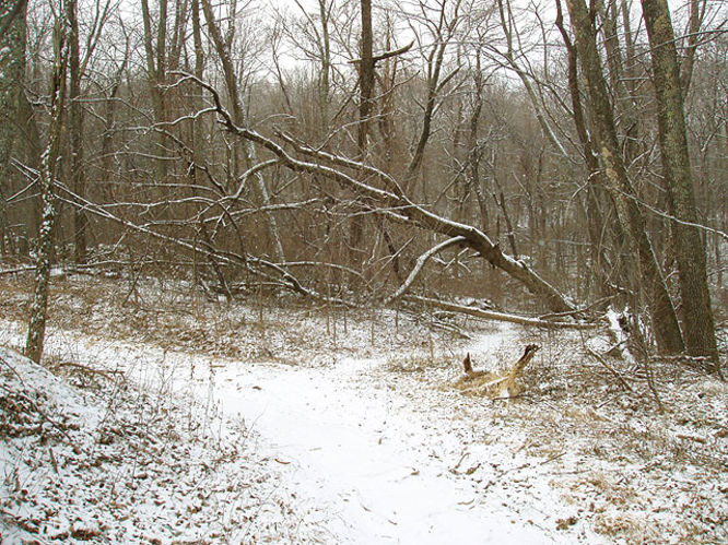 Picture 6 of G R Thompson WMA Hike012404