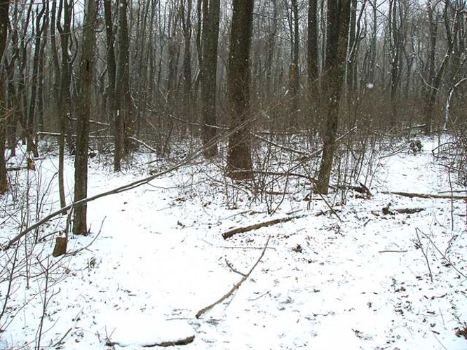 Picture 8 of G R Thompson WMA Hike012404