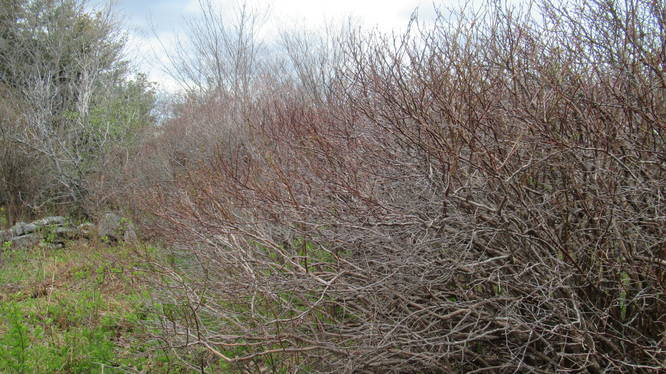 Blueberry bushes promising a boutiful season to come