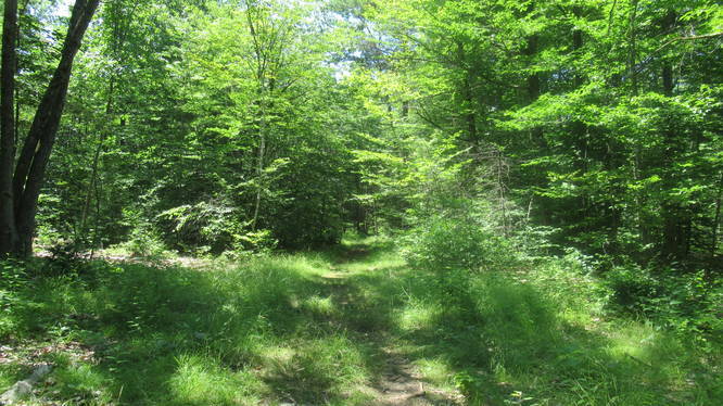 Trail goes through a grassy area