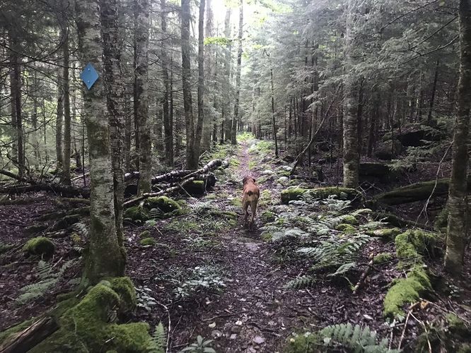 Picture 5 of Gauley Mountain and Tea Creek Hike 082220