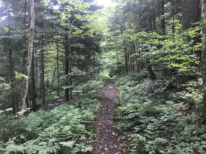 Picture 8 of Gauley Mountain and Tea Creek Hike 082220