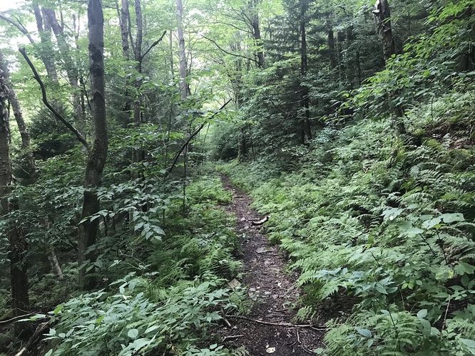 Picture 17 of Gauley Mountain and Tea Creek Hike 082220
