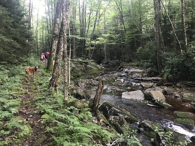 Picture 20 of Gauley Mountain and Tea Creek Hike 082220