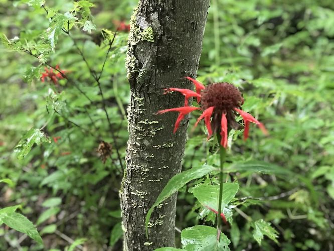 Picture 22 of Gauley Mountain and Tea Creek Hike 082220
