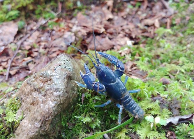 Picture 23 of Gauley Mountain and Tea Creek Hike 082220