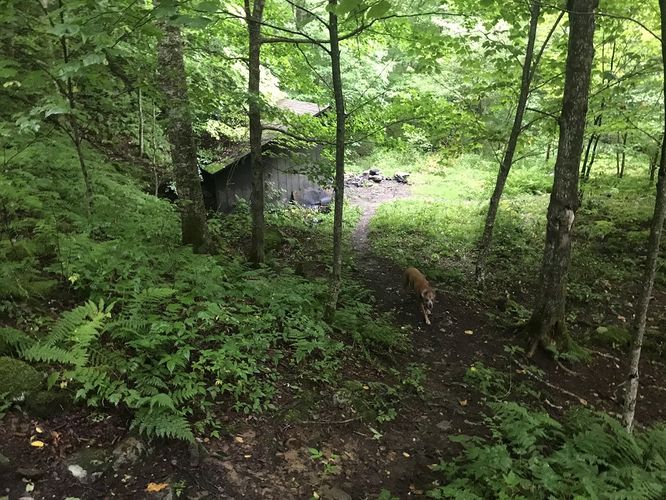 Picture 24 of Gauley Mountain and Tea Creek Hike 082220