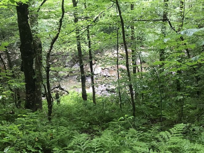 Picture 26 of Gauley Mountain and Tea Creek Hike 082220