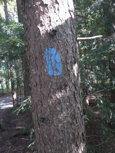 One of very few trail blazes