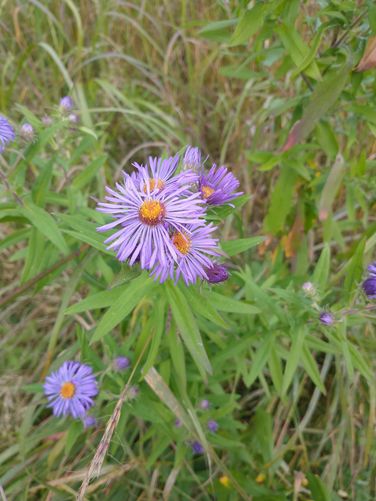 Wildflowers filled the meadow along the trail