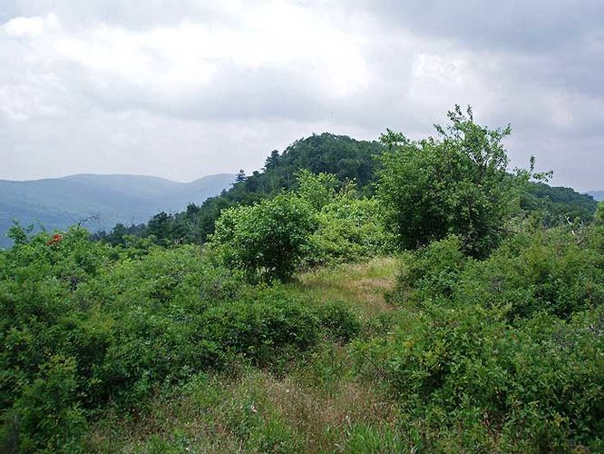 Default image for Gerhard Shelter Hike, a 9.9-mile trail in Wardensville, WV (US)