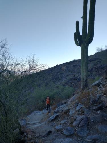 Massive Saguaro Cactus