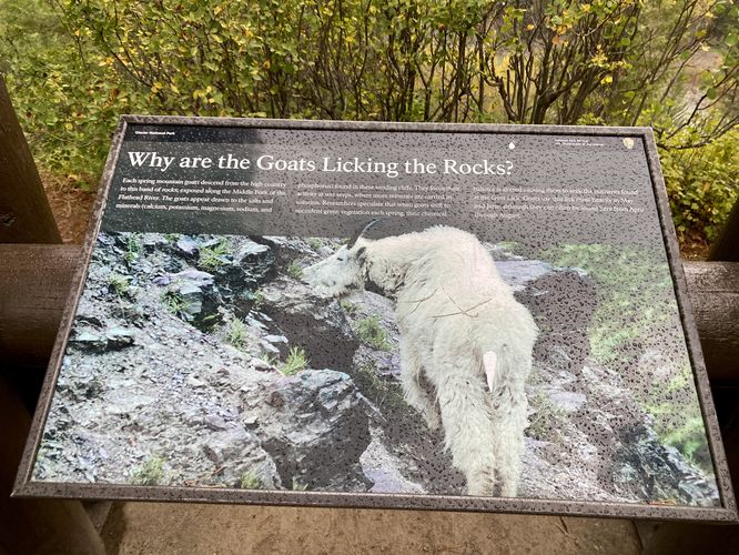 Why are the goats licking the rocks?