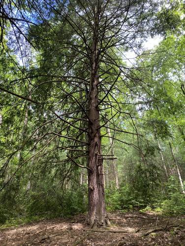 Very large old-growth White Pine maybe 3 feet wide