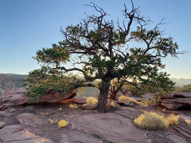 Tree with the sun setting behind at Capitol Reef National Park