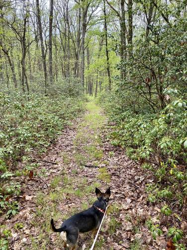 Jax on the trail