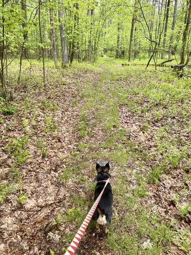 Jax on the trail