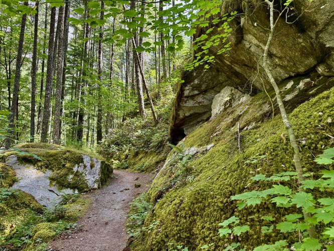 Moss-covered forest floor along the Gorge Overlook Trail