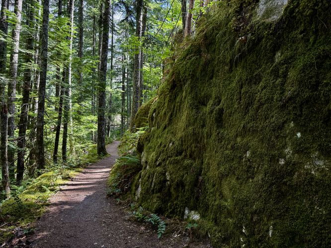 Moss wall sits along the trail