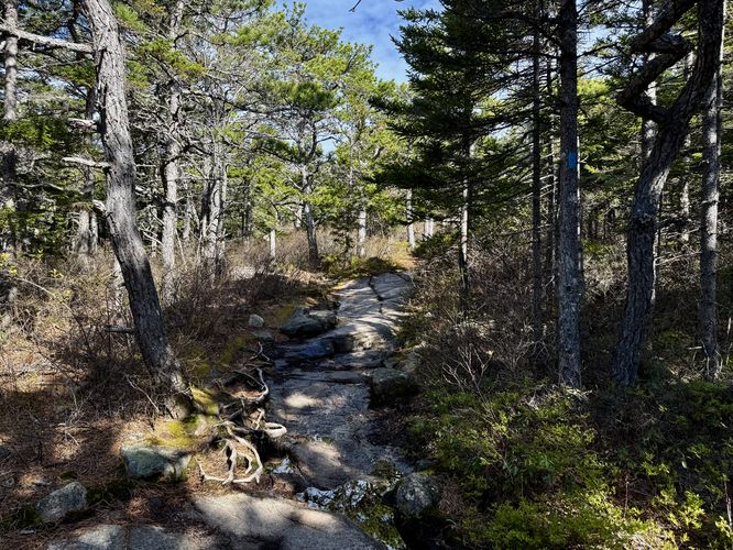 Hike the blue blazes of the Gorham Mountain Trail