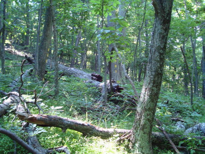 Picture 38 of Goshen Pass and Jump Rock Hike 060310
